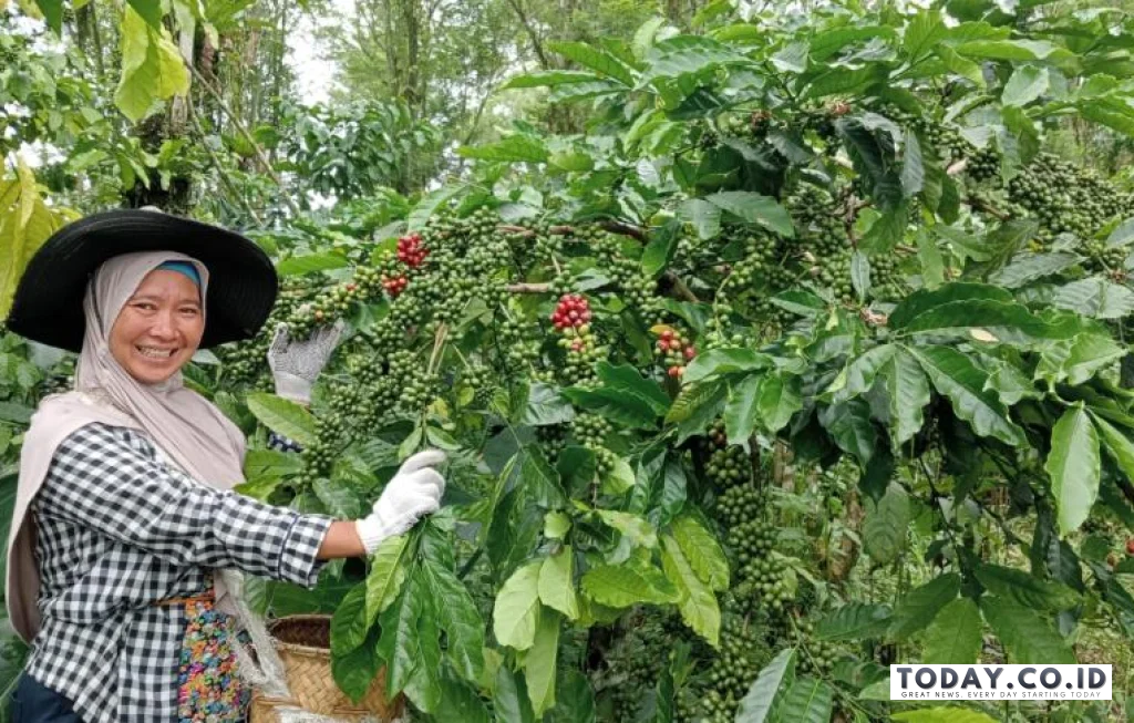 kebun kopi tangguh iklim