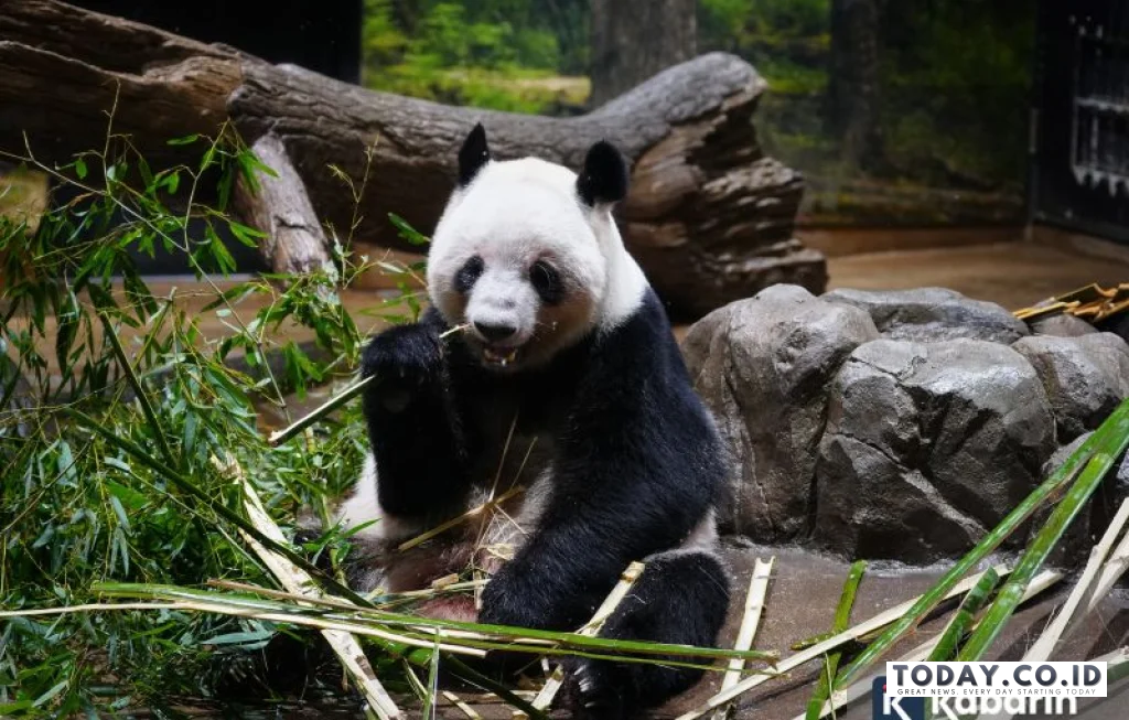 panda terakhir di jepang