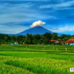 pemandangan sawah hijau