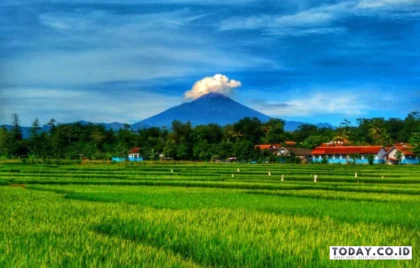 pemandangan sawah hijau