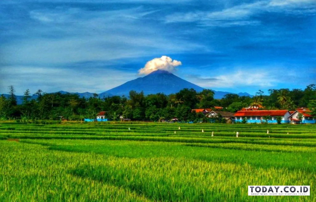 pemandangan sawah hijau