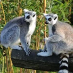 Madagaskar, Pulau Merah yang Menyimpan Satwa Langka dan Alam Spektakuler