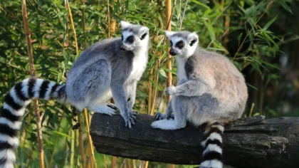 Madagaskar, Pulau Merah yang Menyimpan Satwa Langka dan Alam Spektakuler